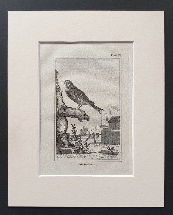 The Linnet - Original 1812 Buffon print in mount (88)
