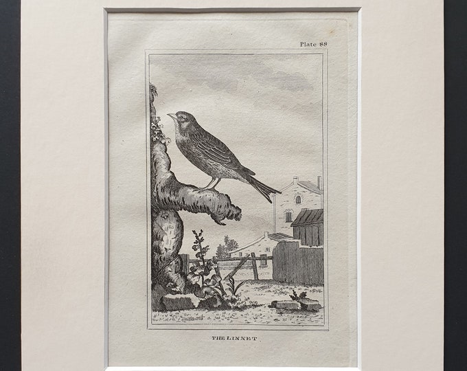 The Linnet - Original 1812 Buffon print in mount (88)