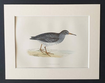 Purple Sandpiper - Original 1891 hand coloured bird print in mount