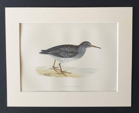 Original 1891 hand coloured bird print in mount - Purple Sandpiper
