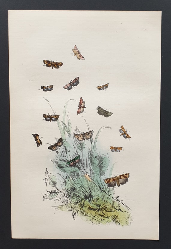 The Hazel T Moth and others - Original hand coloured 1860 print