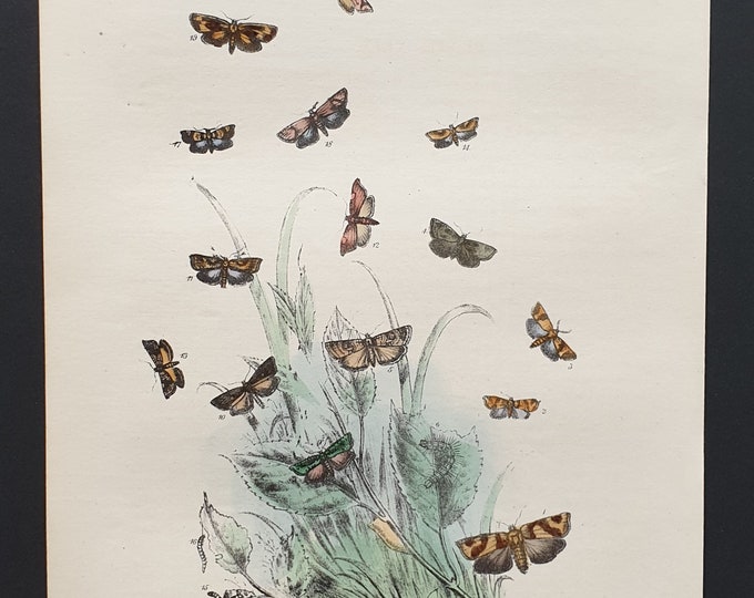 The Hazel T Moth and others - Original hand coloured 1860 print