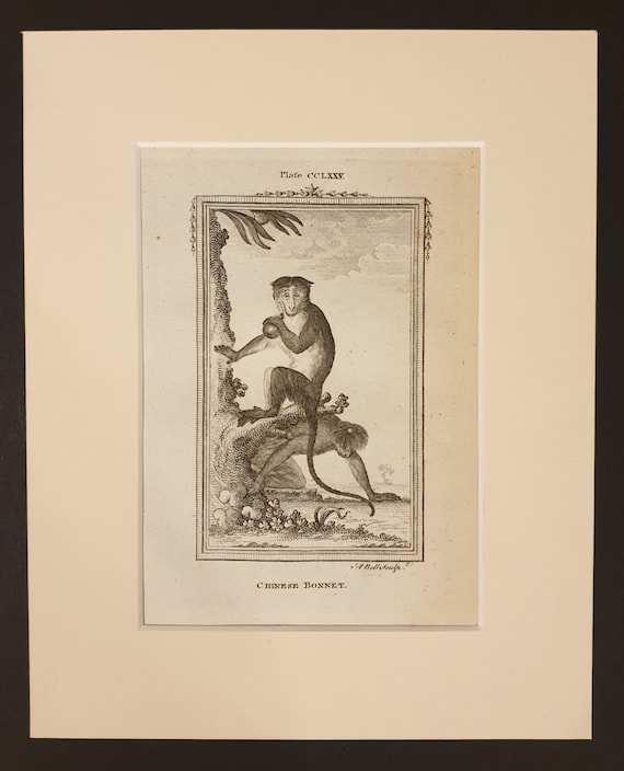 Chinese Bonnet - Original 1791 Buffon print in mount