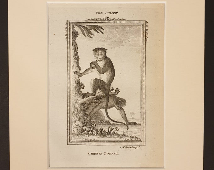Chinese Bonnet - Original 1791 Buffon print in mount