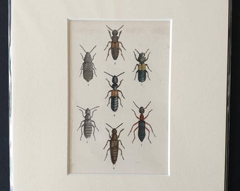 Beetles - Original hand coloured 1875 print in mount