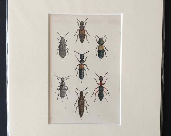 Original hand coloured 1875 beetle print in mount