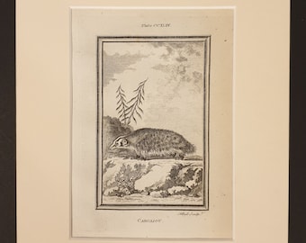 Carcajou - Original 1791 Buffon print in mount