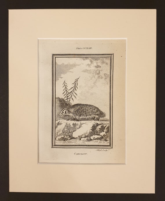 Carcajou - Original 1791 Buffon print in mount