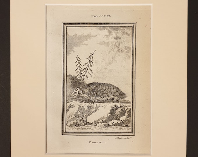 Carcajou - Original 1791 Buffon print in mount