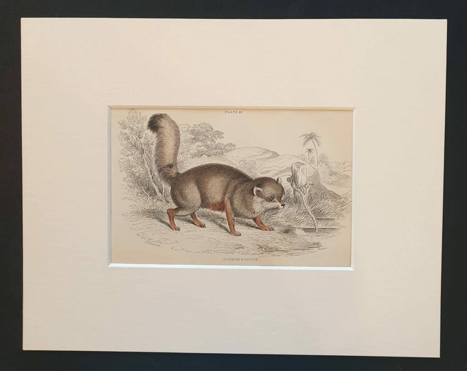 Original 1839 hand coloured mammalia print in mount - Turkish Dog Fox