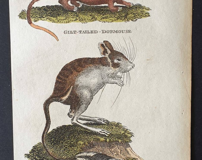 Original 1821 hand coloured animal print - Gilt Tailed Dormouse/ Jerboa