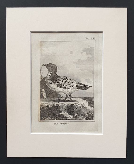 The Pintado -  Original 1812 Buffon print in mount (252)