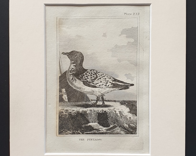 The Pintado -  Original 1812 Buffon print in mount (252)