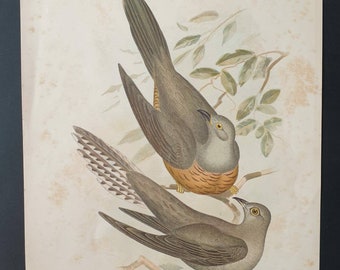 Australian and Pallid Cuckoo - Original 1890 large bird print