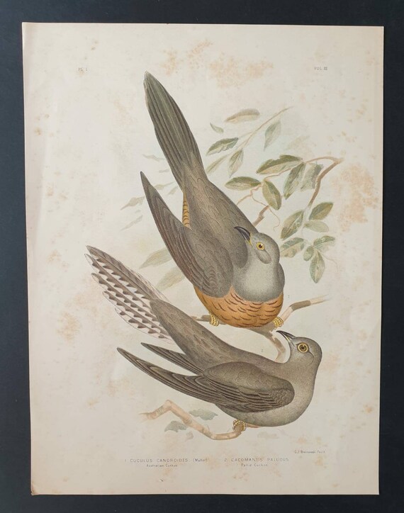 Original 1890 large bird print - Australian and Pallid Cuckoo