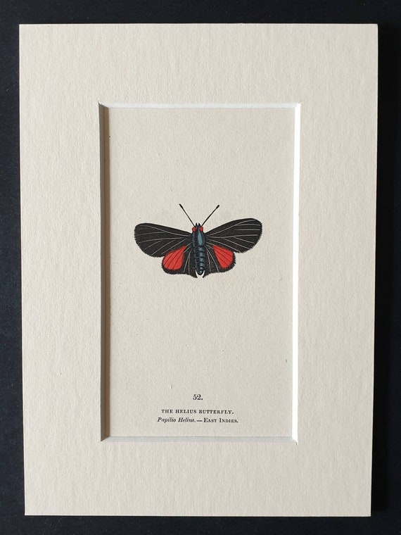 The Helius Butterfly - Original 1832 hand coloured butterfly print in mount (52)