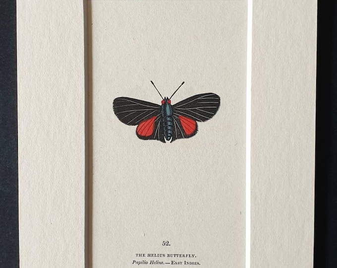 The Helius Butterfly - Original 1832 hand coloured butterfly print in mount (52)