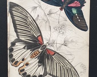 Papilio Memnon, Papilio Aeneas - Original c1840 hand coloured print
