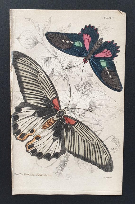 Papilio Memnon, Papilio Aeneas - Original c1840 hand coloured print