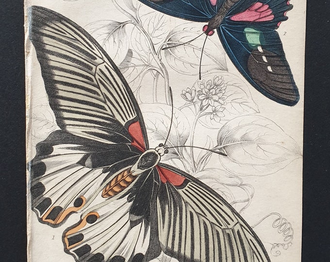 Papilio Memnon, Papilio Aeneas - Original c1840 hand coloured print