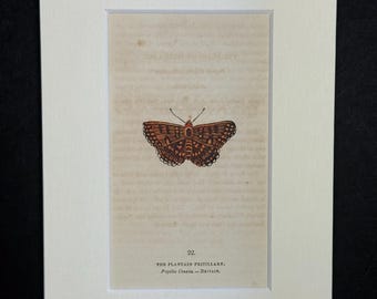 The Plantain Fritillary - Original 1832 Hand Coloured Antique Print