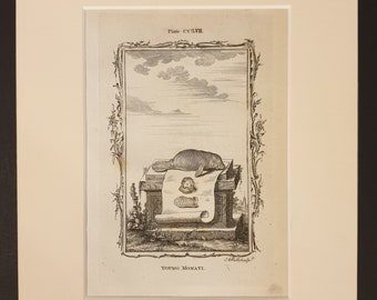 Young Monati - Original 1791 Buffon print in mount