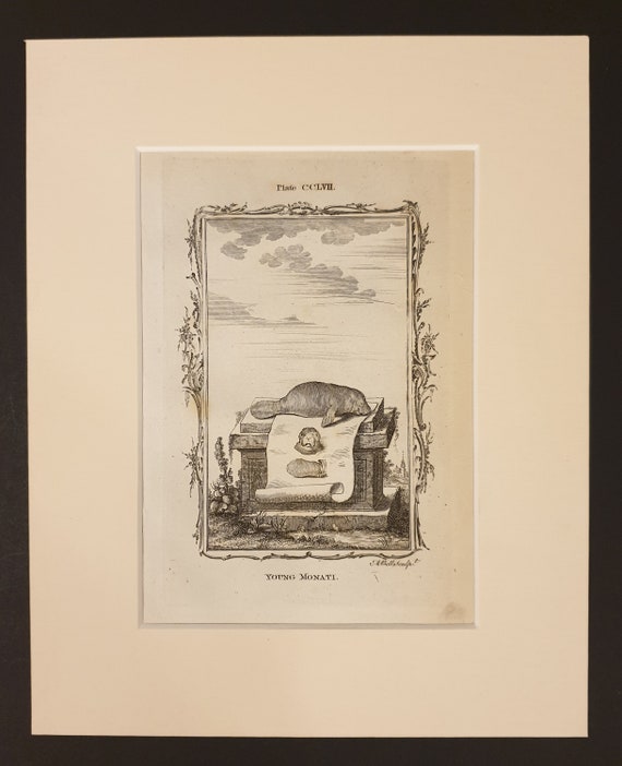 Young Monati - Original 1791 Buffon print in mount