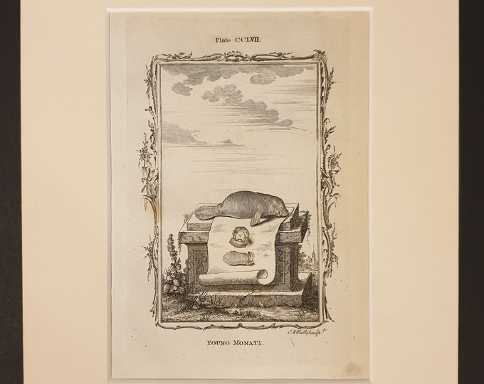 Young Monati - Original 1791 Buffon print in mount
