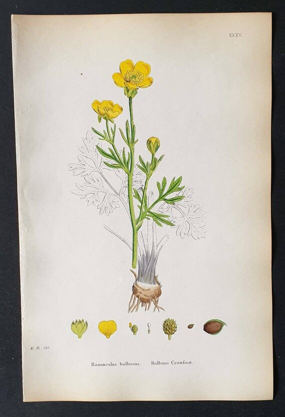 Original 1863 hand coloured botanical print - Bulbous Crowfoot