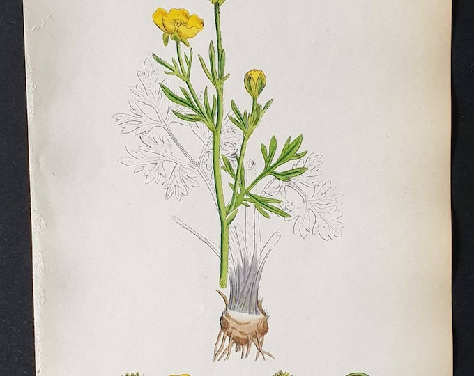 Original 1863 hand coloured botanical print - Bulbous Crowfoot
