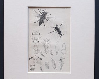 Stylops Flies - Original c1860 hand coloured insect print in mount