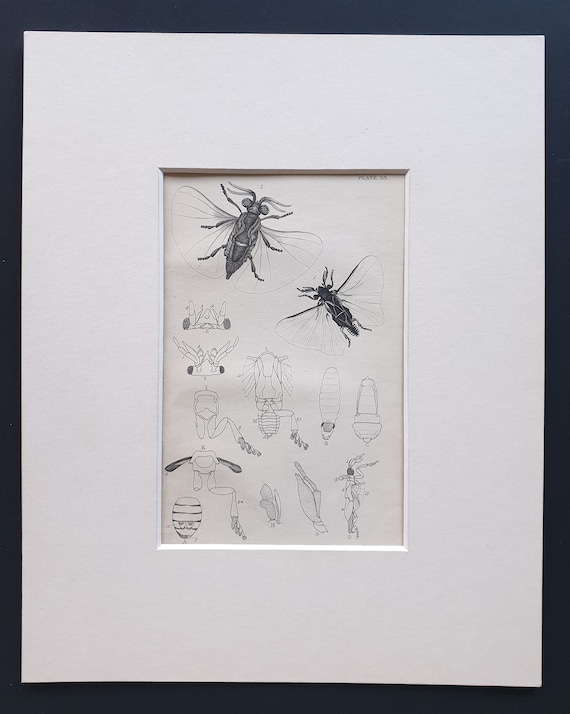 Stylops Flies - Original c1860 hand coloured insect print in mount