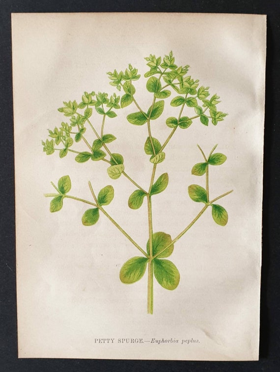 Original 1857 poisonous plant print - Petty Spurge