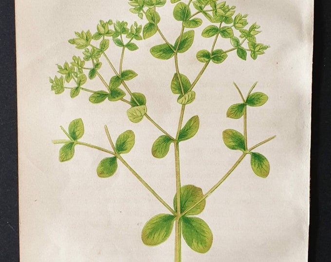 Original 1857 poisonous plant print - Petty Spurge