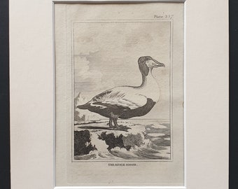 The Eider Goose -  Original 1812 Buffon print in mount (237)