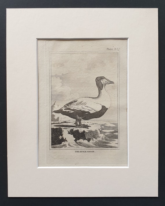 The Eider Goose -  Original 1812 Buffon print in mount (237)