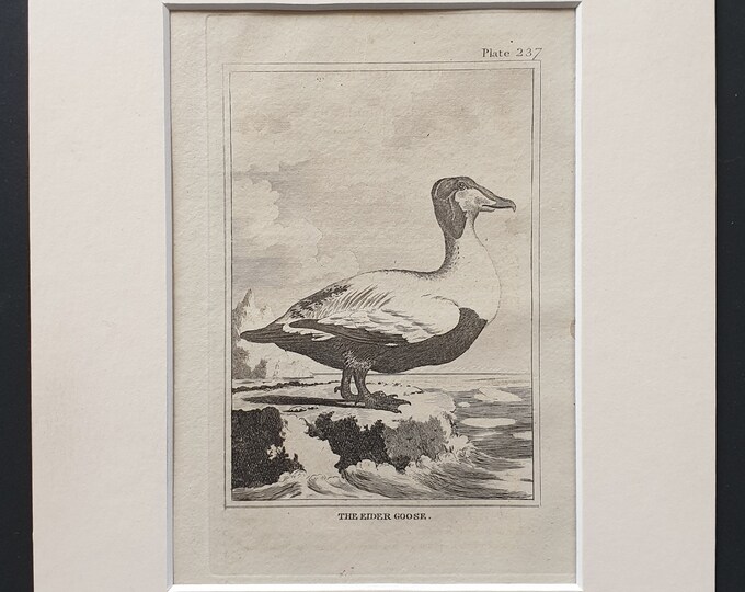 The Eider Goose -  Original 1812 Buffon print in mount (237)