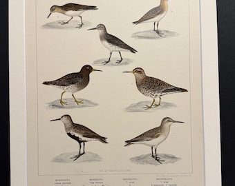 Birds - Plate 43 - Original 1898 Antique Print