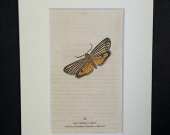 The Footman Moth - Original 1832 Hand Coloured Antique Print
