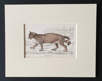 The Puma - Original 1834 hand coloured Naturalists Library print