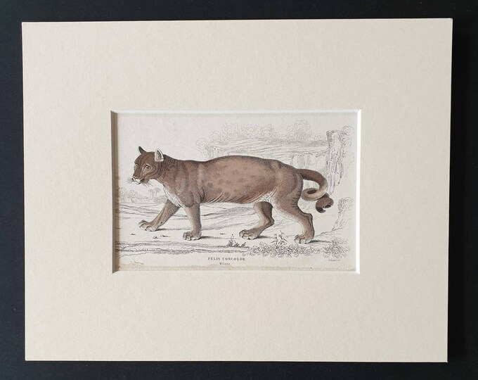 Original 1834 hand coloured  Naturalists Library print - The Puma