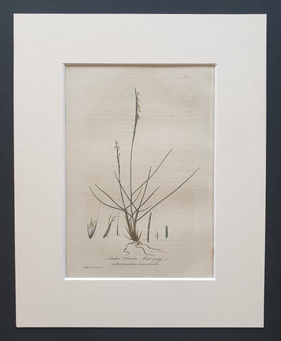 Common Mat Grass - Original 1839 hand coloured flower print in mount