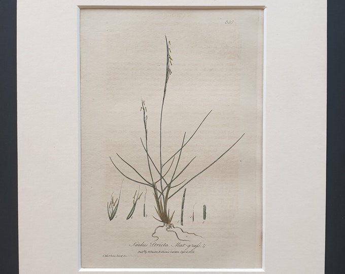 Common Mat Grass - Original 1839 hand coloured flower print in mount