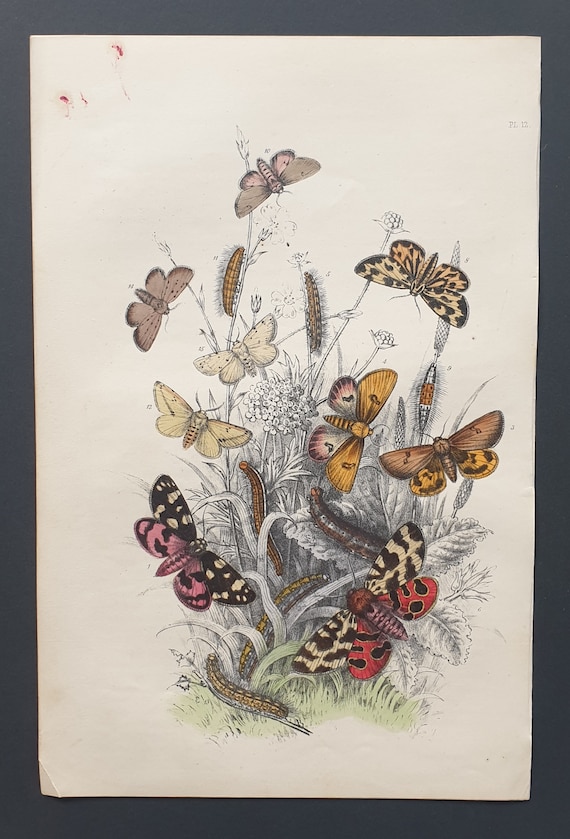 Tiger Moths and others - Original hand coloured 1860 print