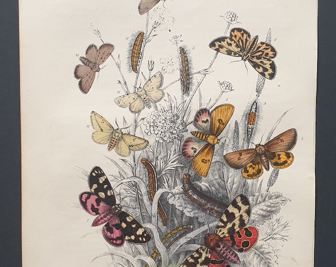 Tiger Moths and others - Original hand coloured 1860 print