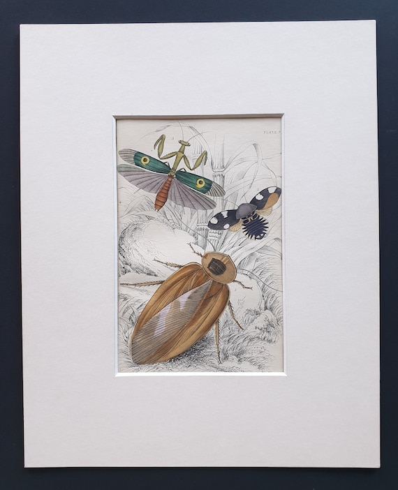 Blatta Gigantea, Blatta Petiveriana, Harpax Ocellaria - Original c1860 hand coloured insect print in mount