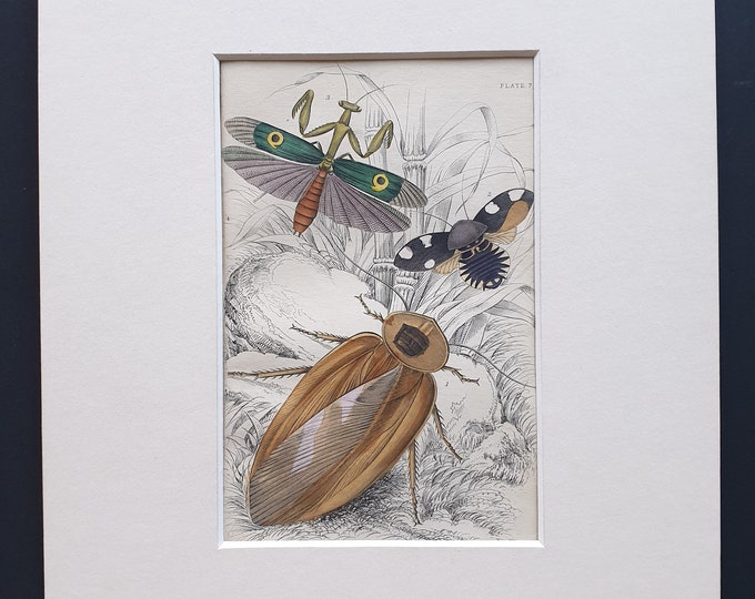 Blatta Gigantea, Blatta Petiveriana, Harpax Ocellaria - Original c1860 hand coloured insect print in mount