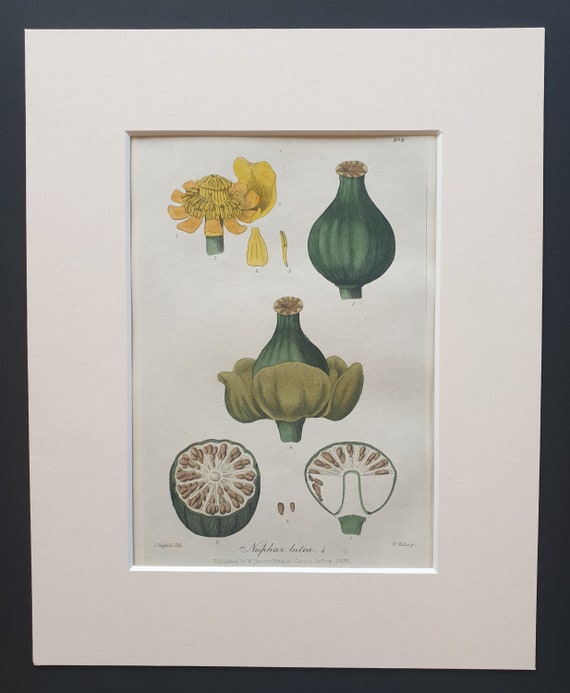 Yellow Water Lily - Original 1839 hand coloured flower print in mount