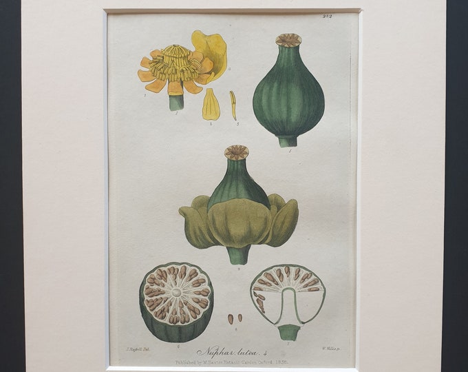 Yellow Water Lily - Original 1839 hand coloured flower print in mount