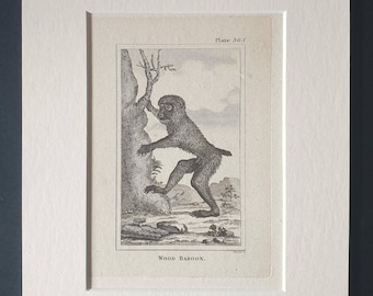 Wood Baboon - Original 1812 Buffon print in mount